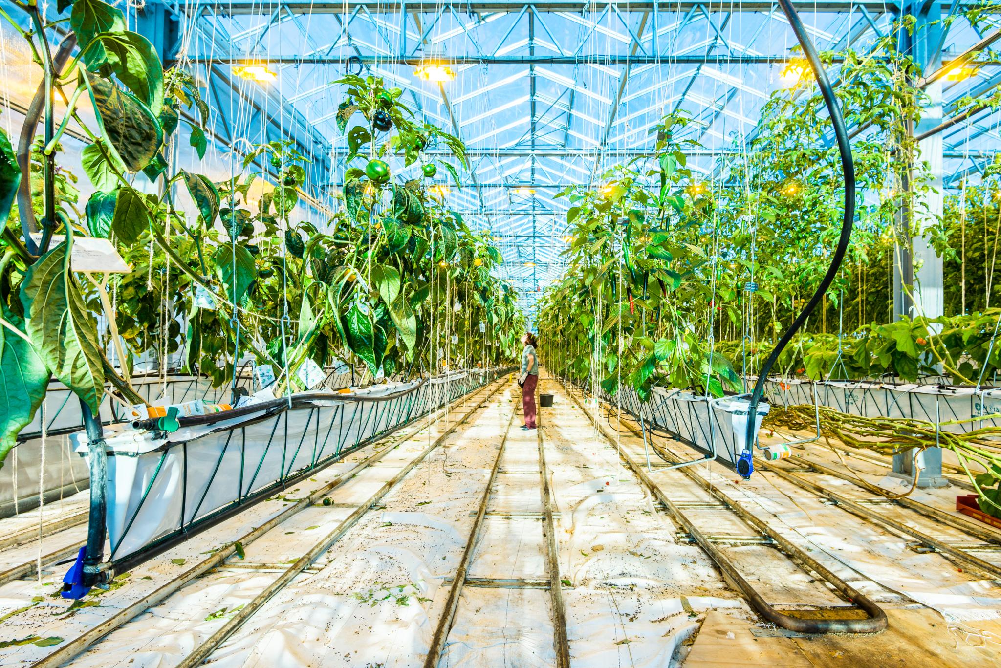 Urban Farmers