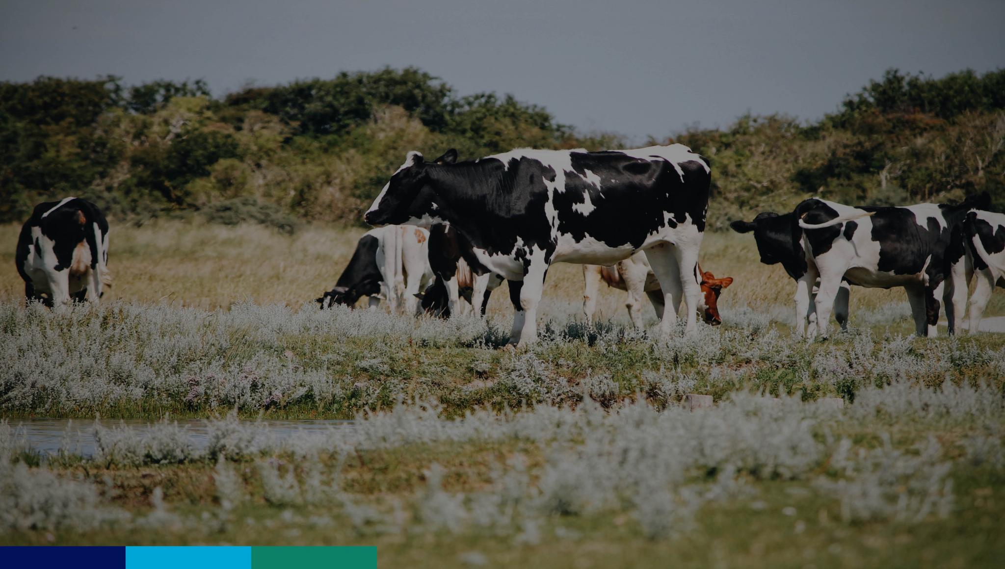 Unsplash Jan Erik Leusink - Cows in a field (edited picture)