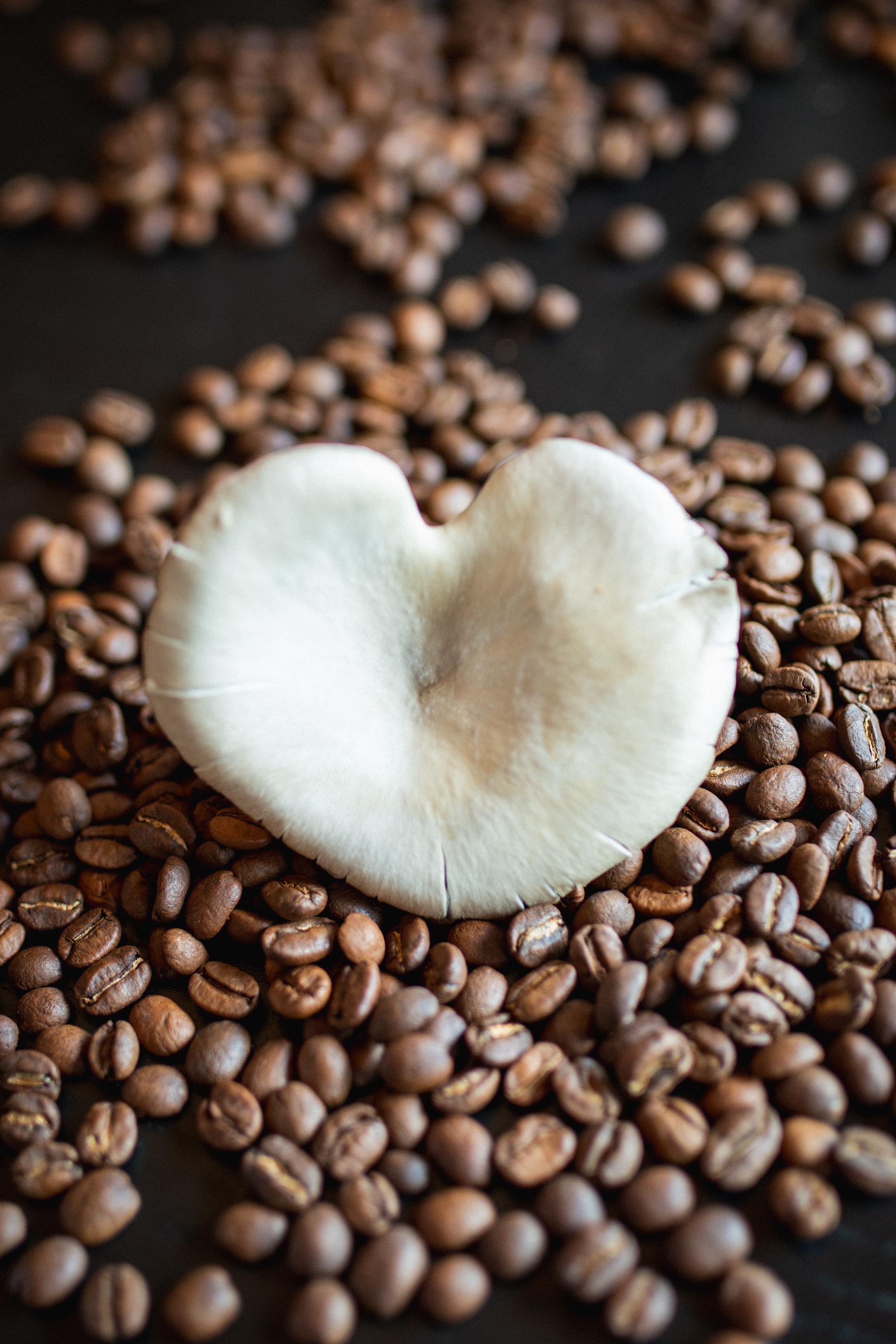 Oesterzwam op koffiebonen