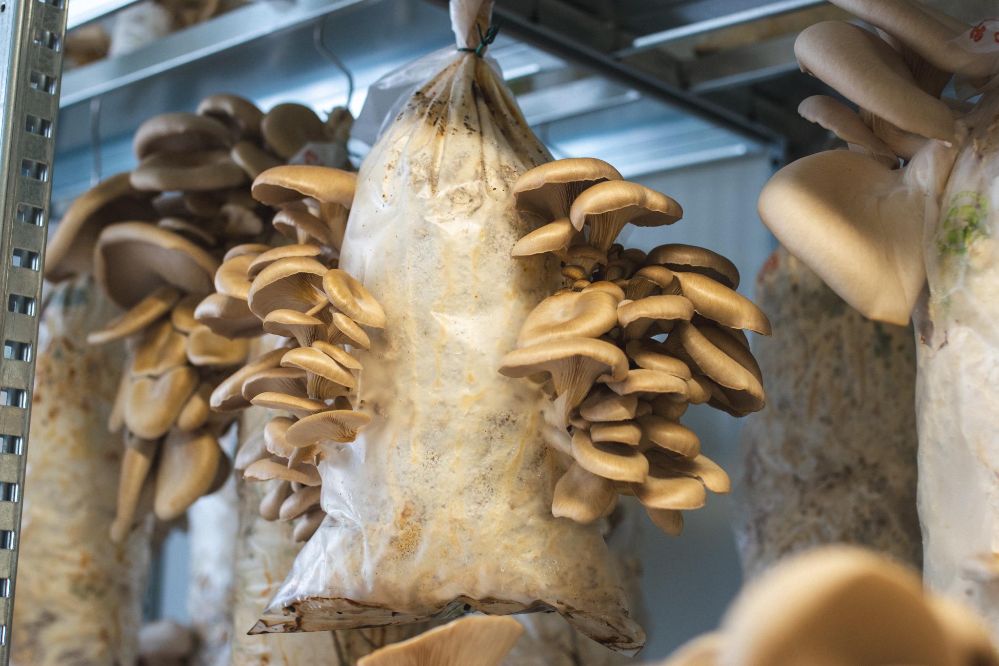 Oesterzwammen kweken op koffiedik