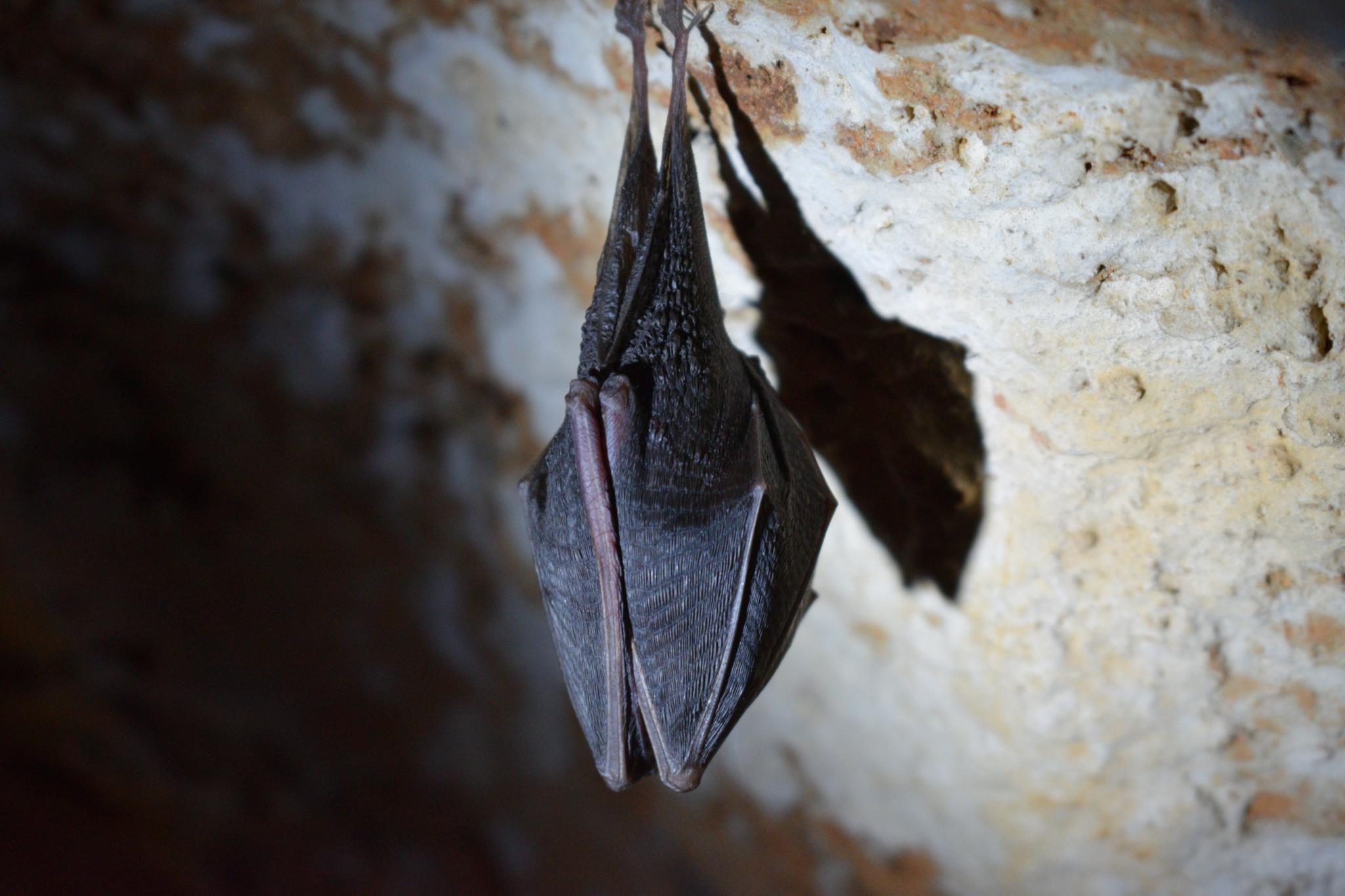 Bat during the night. Picture by Tine Ivanic. Source: Unsplash.