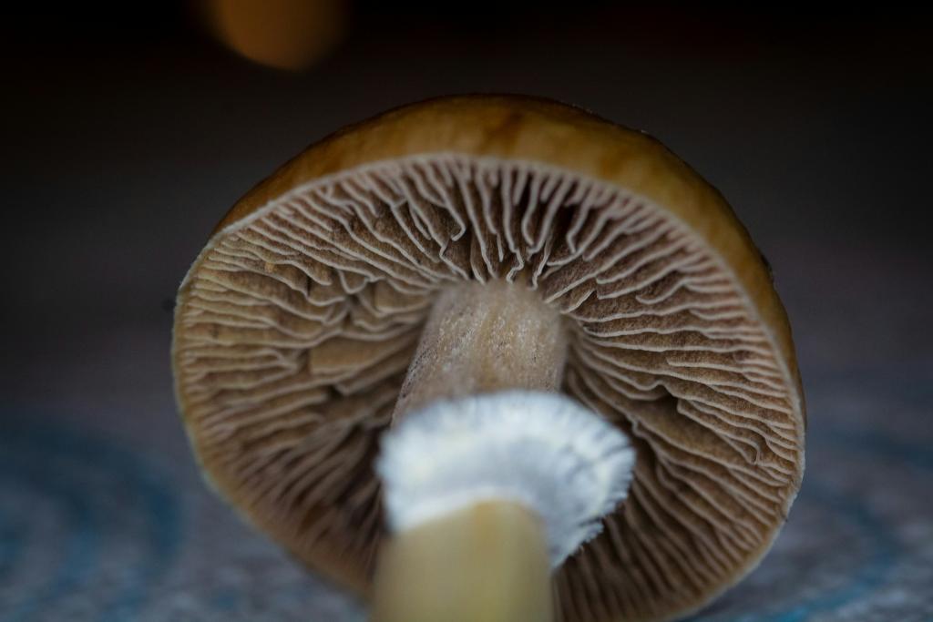 funghi 