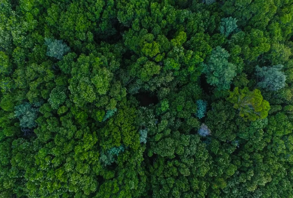 trees
