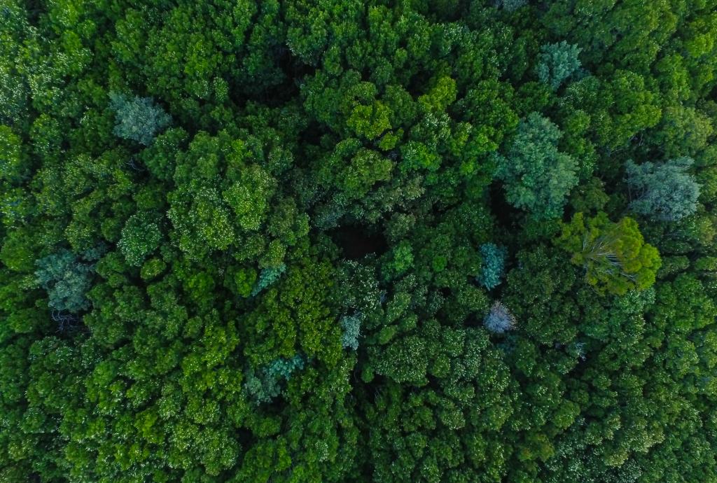 trees