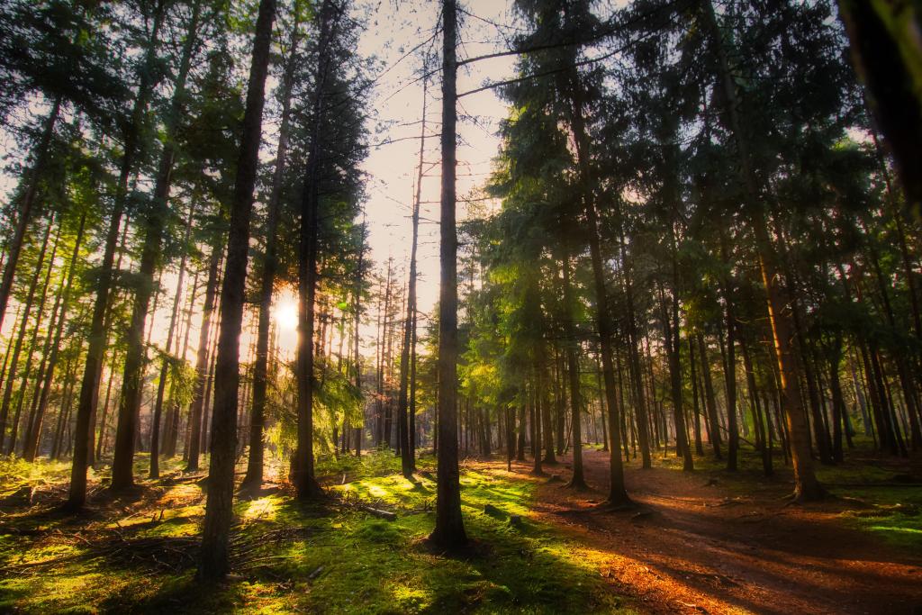 Forest