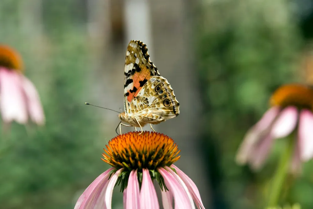 Vlinder 