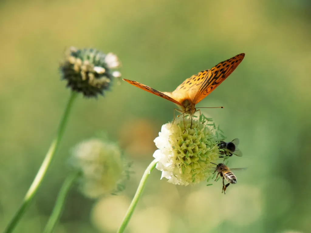 biodiversiteit