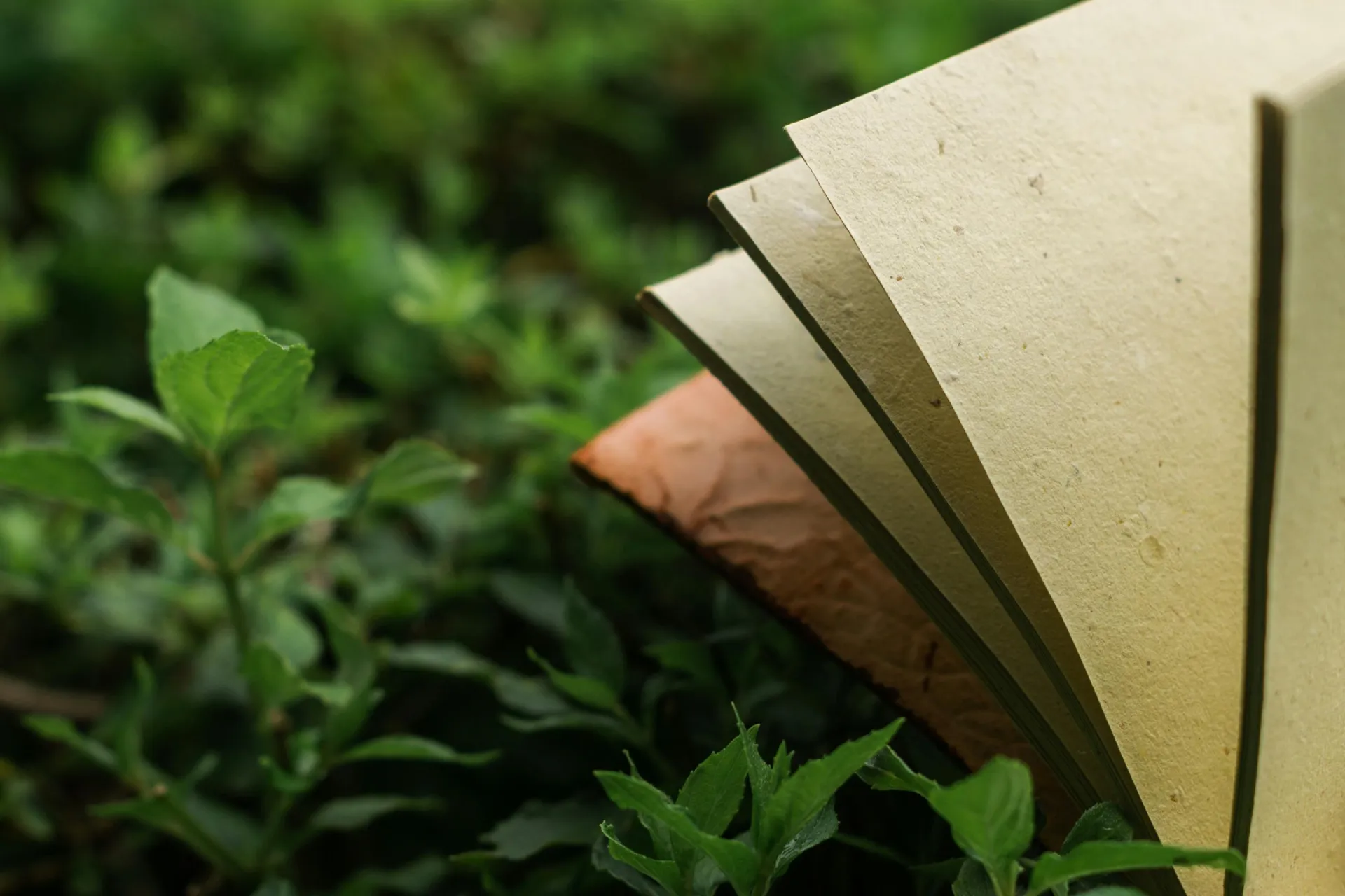 book in grass