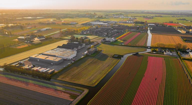 Lisse