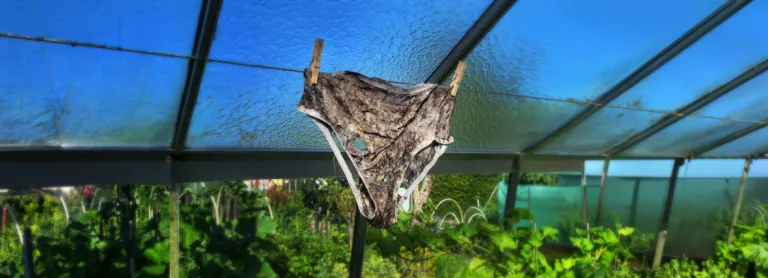 underpants