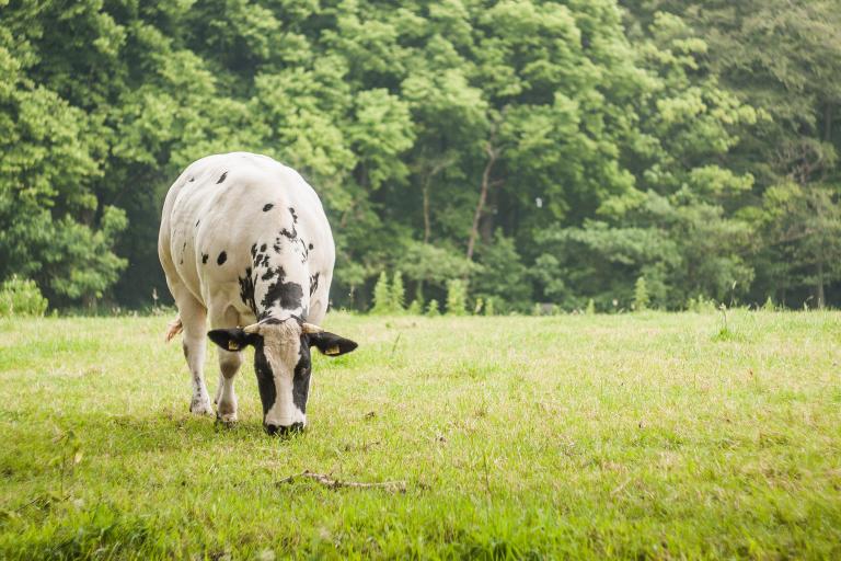 Cow eating grass. Source. Unsplash: Ilja Tuilit