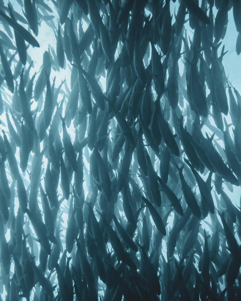 fish 