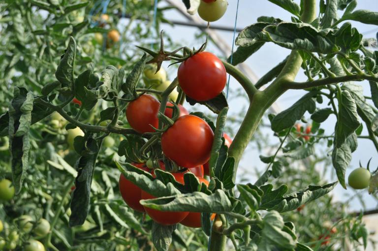 Foto tomatenplant