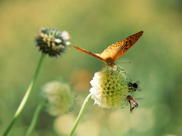 biodiversiteit 