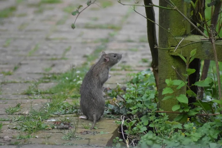 rat