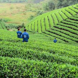 groene velden Vietnam