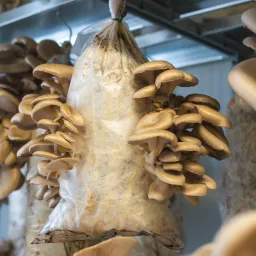 Oesterzwammen op koffiedik
