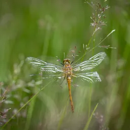 vlinder