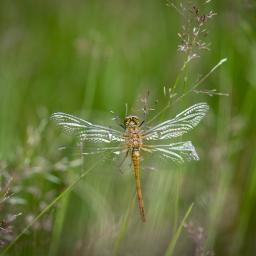 vlinder
