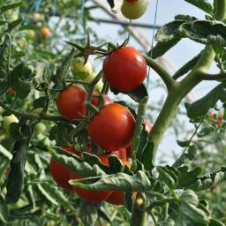 Foto tomatenplant