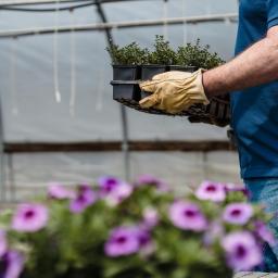 Glastuinbouw en biodiversiteit