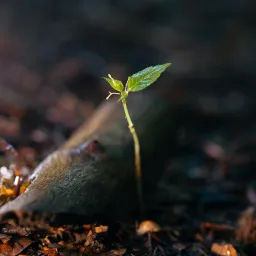 Regeneration