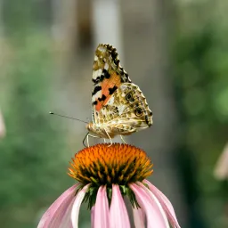 Vlinder
