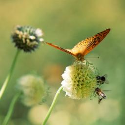 biodiversiteit 